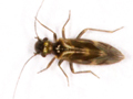 Epicaecilius pilipennis